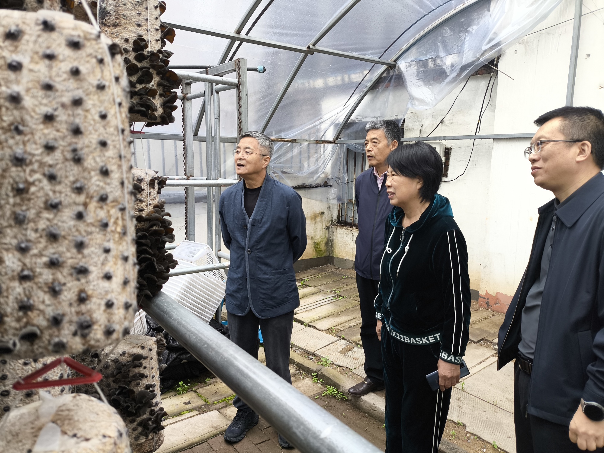 1717142371737074.jpg 木耳大棚.jpg